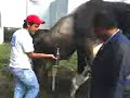Recolecci-n-de-semen