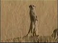 Suricates en Namibie