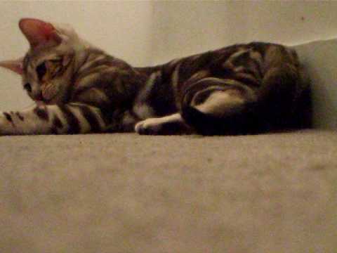 Adorable kitten