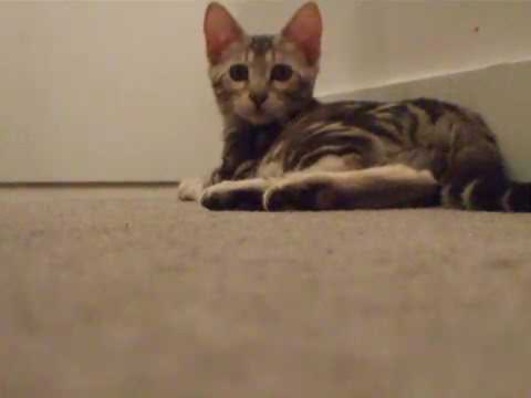 Adorable kitten