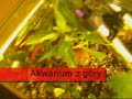 Moje akwarium [15 l] Rybka : Redlin