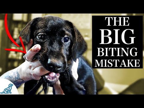 The BIGGEST Mistake People Make With A Puppy Biting Problem