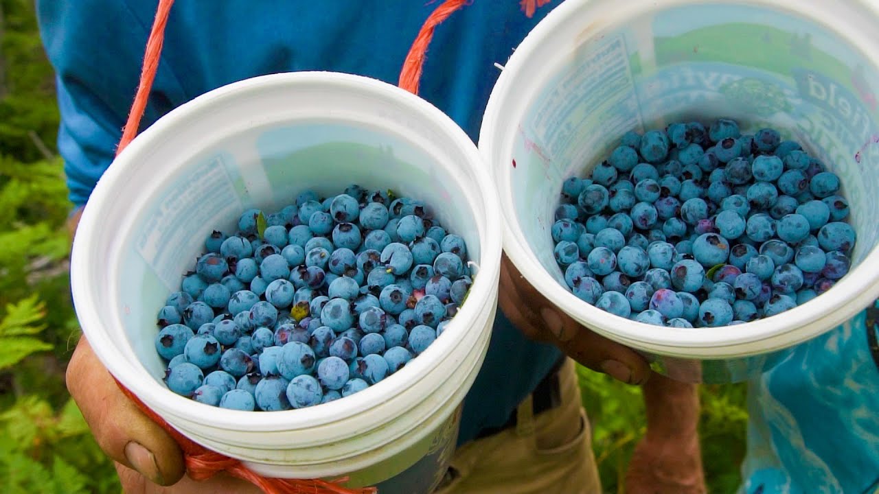 Foraging in Maine: Wild Blueberries W/ Jim Kovaleski