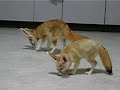 Fennec foxes play with each other