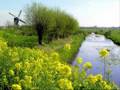 Fryske Ferskes - Friese Liedjes - Frisian Songs