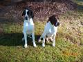 videos de Dogbook Movie: Cooper and Spice