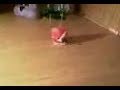 la queta Manele-Gratis.net