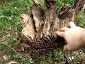 Identifying Fatwood - goingprepared.com