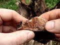 Identifying Fatwood - goingprepared.com