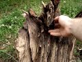 Identifying Fatwood - goingprepared.com
