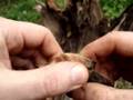Identifying Fatwood - goingprepared.com