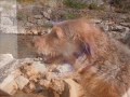 a very cool dog a very cool dog