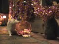 Cat crashes rats\ Cat crashes rats\
