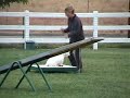 Westie agility