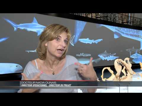Exposition : Requins « Au-delà du malentendu »