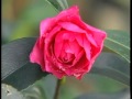 Camellia: Sasanqua or Japonica?