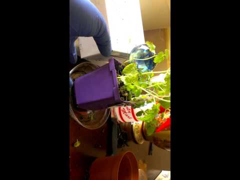 how to replant lemon balm