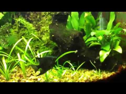 how to treat aquarium plants for snails