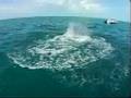 Got Cobia? OMC Episode 1