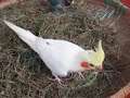 rise and shine! big bro lovebird wakes its baby siblings up for playtime and morning preening. the cockatiel and the lovebird like to have dandelion for their morning snack. they also likes to wonder through the pile of dried grass that is used to line the baby's nursing box.