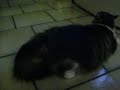 the excited cat - funny video the excited cat - funny video