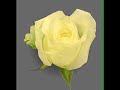 Rose time lapse Rose time lapse
