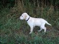 Labbi macht erste Erfahrungen in Wiese.AVI