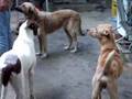 Cães do Rubens para adoção