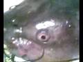 The 1st fish(cat) i ever caught