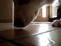 Quelle chienne de vie... Quelle chienne de vie...