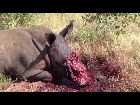 Rhino poaching video shocks journalists – Looklocal Lowveld Rhino poaching video shocks journalists – Looklocal Lowveld