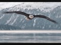 Amerikaanse Zeearend