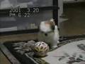 shih tzu やんちゃ姫