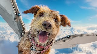 Le Chien Bionique (Film Complet)