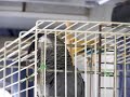 Swearing Parrot Sparky Totally Abusive Swearing Parrot Sparky Totally Abusive
