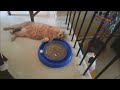 funny cat jokes images for children funny cat jokes images for children