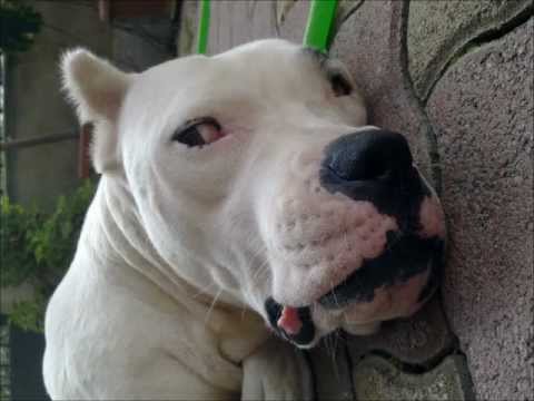 dogo argentino vs puma