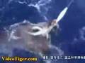 first giant squid found