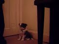 Puppy training