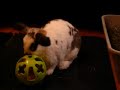 Bunny Rabbit - Merlyn Playing, May 2006