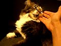 Annoying my cat
