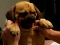 Puggle Nacho is a Cranky Puggle Part I Puggle Nacho is a Cranky Puggle Part I