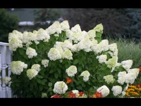 how to care for pg hydrangeas