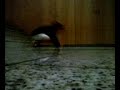 spiderkid pkpt spiderkid pkpt