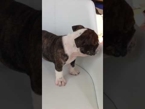 AKC Brindle Bulldog Girl