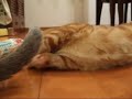 キッカーという猫キックするためのおもちゃがあります。むむは上手にこのおもちゃで猫キックするのですが、こまは･･･。でも楽しんでいるようなので、良しとします（笑）