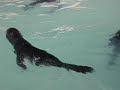 Baby Fur Seals
