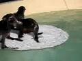 Baby-Fur-Seals