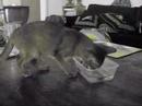 Abyssinian playing in water again