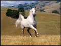 Los Embajadores Criollos - Caballito Blanco